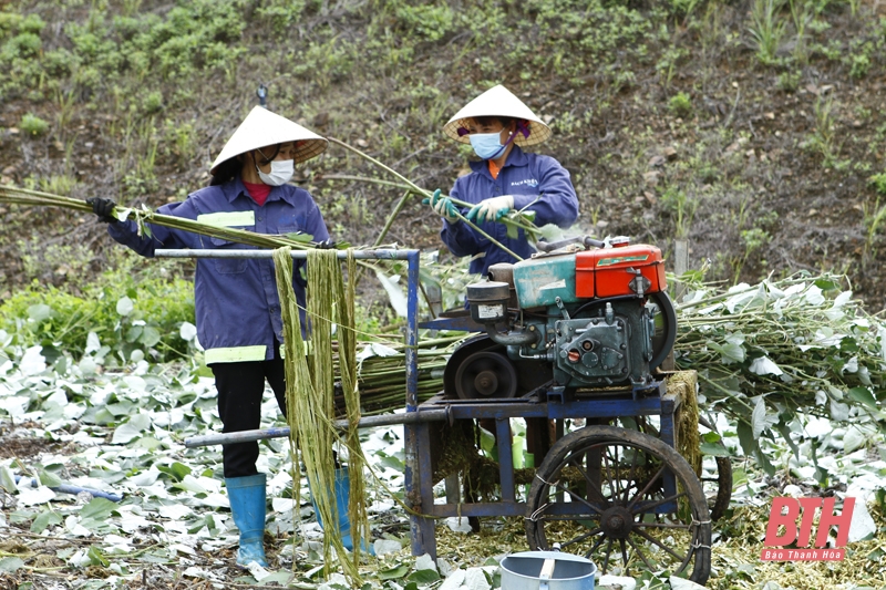 Ghi nhận từ quá trình phát triển vùng nguyên liệu cây gai xanh: Bài 1 - Vẫn còn nhiều khó khăn