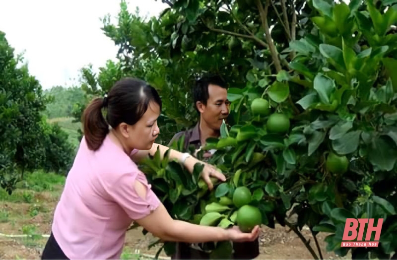 Phát huy hiệu quả các mô hình kinh tế hộ gia đình