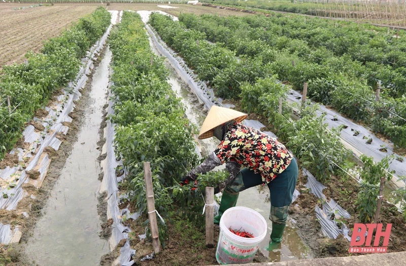 Đảng bộ quyết tâm, người dân đồng thuận
