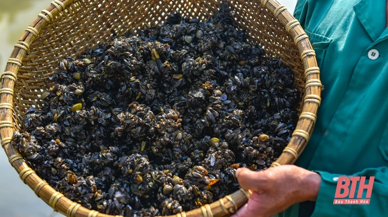 Nghề “săn” thức ăn cho tôm hùm