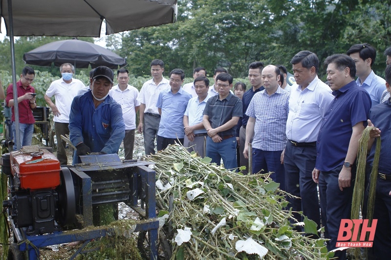Phát triển sản xuất cây gai xanh làm nguyên liệu chế biến sợi phục vụ ngành dệt may
