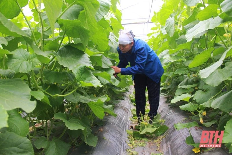 Vụ đông xuân 2021-2022 có 33.132 ha cây trồng được liên kết sản xuất và bao tiêu sản phẩm