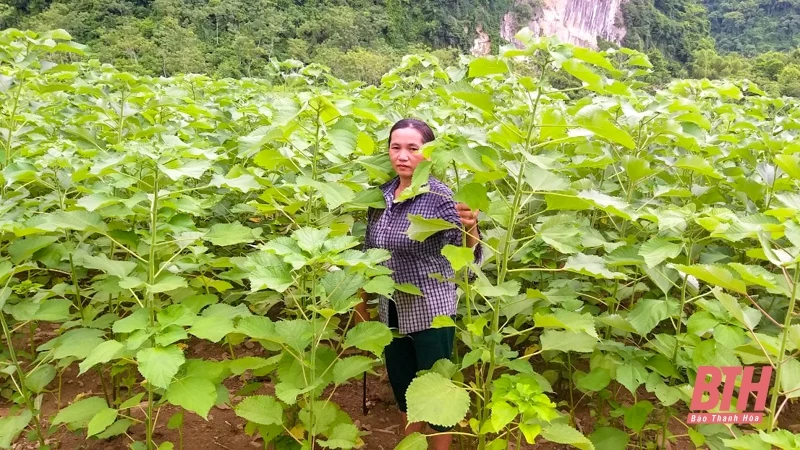 Phát triển cây gai xanh trên địa bàn huyện Quan Sơn