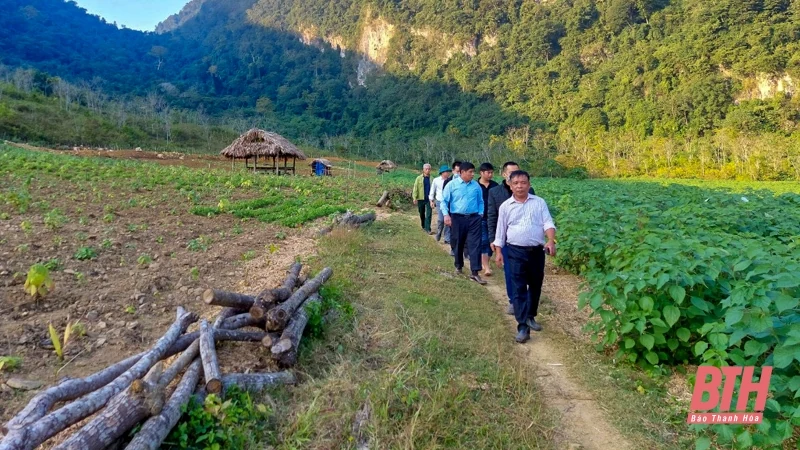 Phát triển cây gai xanh trên địa bàn huyện Quan Sơn