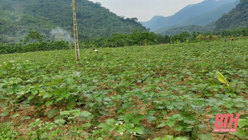Phát triển cây gai xanh trên địa bàn huyện Quan Sơn