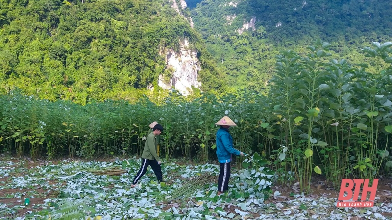 Phát triển cây gai xanh trên địa bàn huyện Quan Sơn