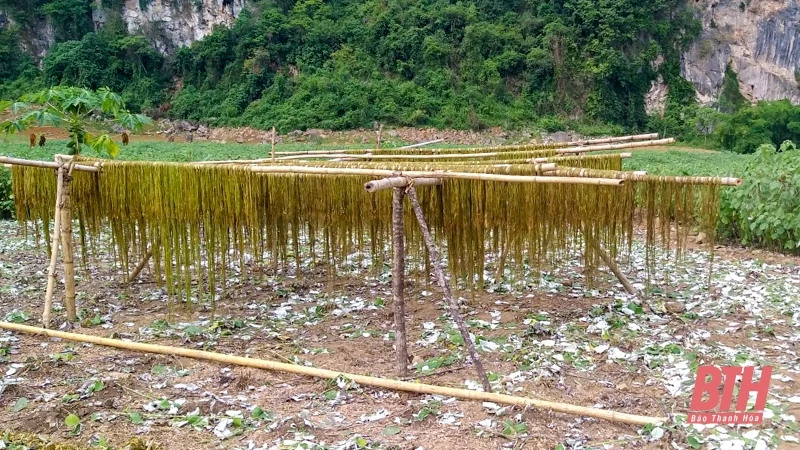 Phát triển cây gai xanh trên địa bàn huyện Quan Sơn