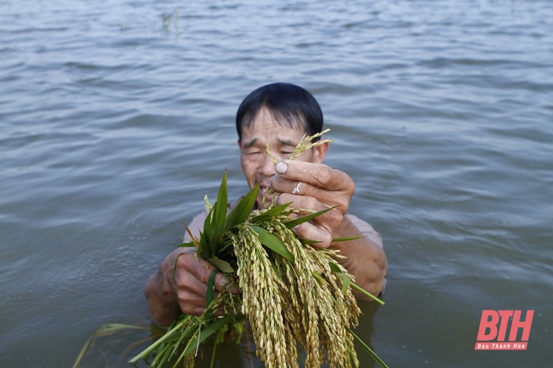 Xã Trung Chính (Nông Cống): Nhiều diện tích lúa bị ngập sâu, nông dân đứng trước nguy cơ mất trắng