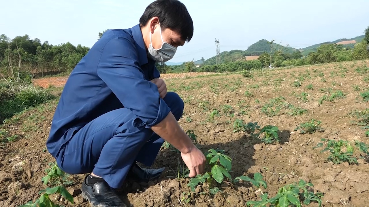 Huyện Như Xuân chủ động phòng, chống bệnh khảm lá sắn