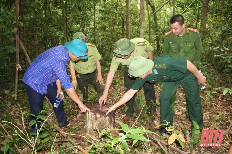 Tình trạng phá rừng ở huyện Quan Sơn – nhiều nghi vấn đặt ra...