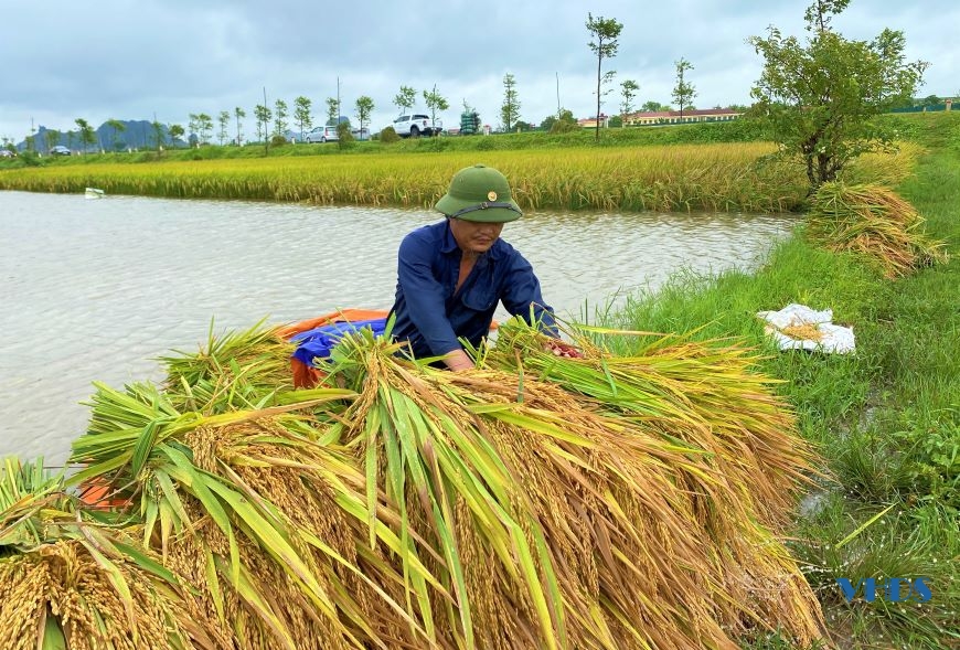 Nông dân Thanh Hóa dồn sức thu hoạch lúa đông xuân
