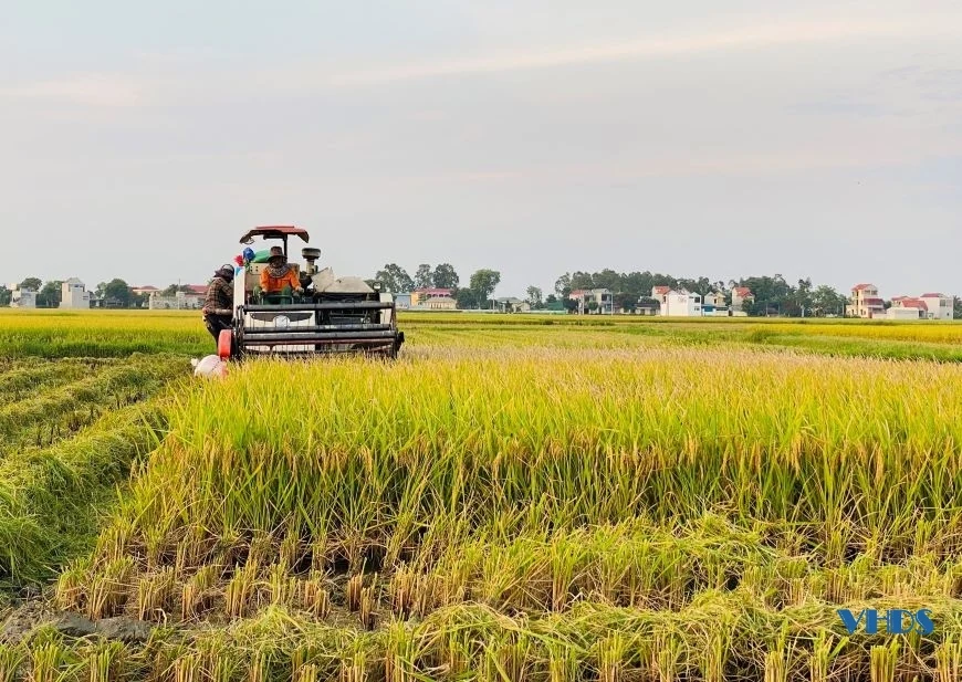 Nông dân Thanh Hóa dồn sức thu hoạch lúa đông xuân