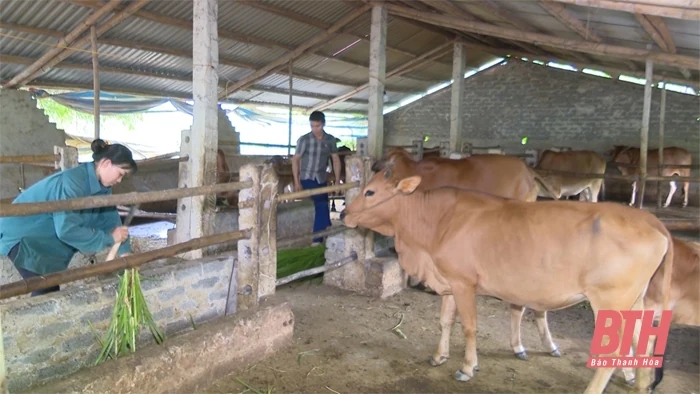 Hiệu quả chương trình cho vay hộ sản xuất, kinh doanh tại vùng khó khăn ở Bá Thước