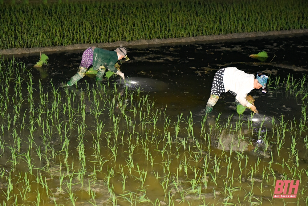 Tránh nắng nóng, nông dân đi cấy lúa trong đêm