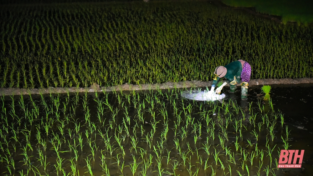 Tránh nắng nóng, nông dân đi cấy lúa trong đêm