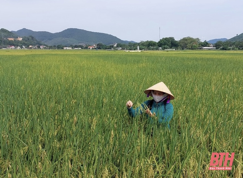 Xã Hà Lĩnh xây dựng vùng lúa sản xuất theo tiêu chuẩn VietGAP