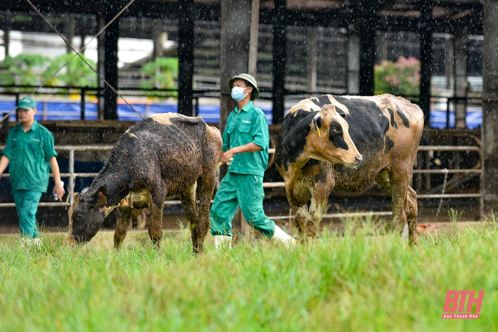 Vinamilk tiếp nhận thành công bò sữa HF thuần chủng nhập khẩu từ Mỹ về Trang trại Green Farm Thanh Hóa