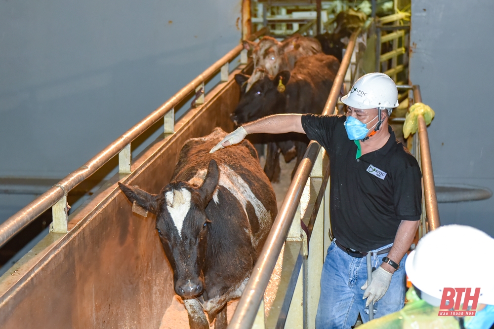 Vinamilk tiếp nhận thành công bò sữa HF thuần chủng nhập khẩu từ Mỹ về Trang trại Green Farm Thanh Hóa