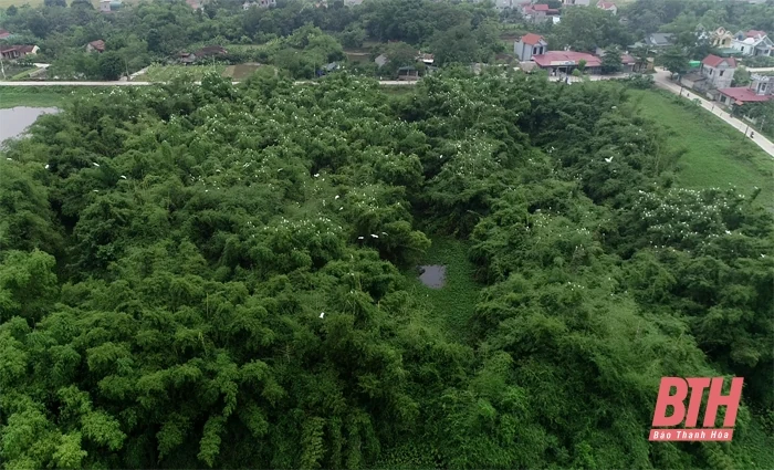 Thực hiện các biện pháp bảo vệ chim di cư