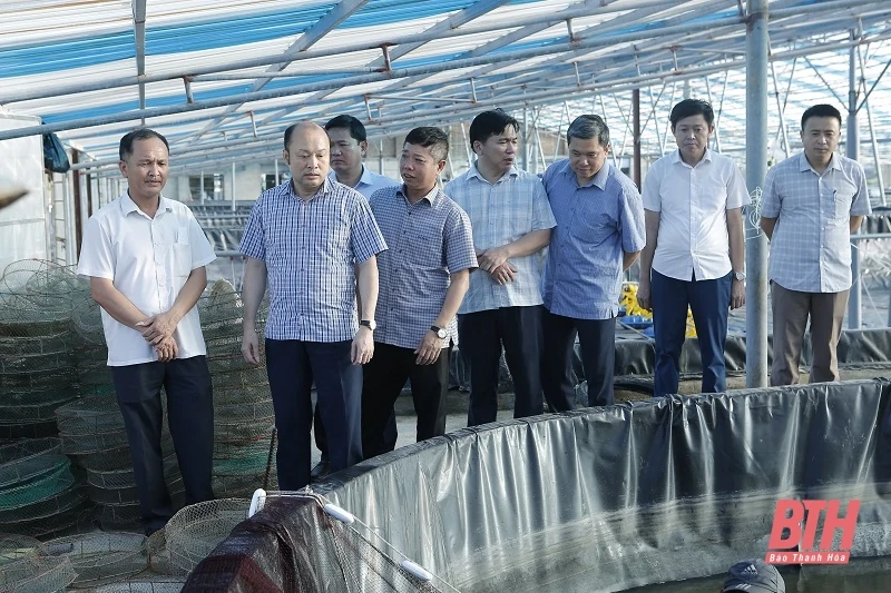Kiểm tra mô hình nuôi tôm thẻ chân trắng ứng dụng công nghệ cao tại huyện Hoằng Hóa và thị xã Nghi Sơn