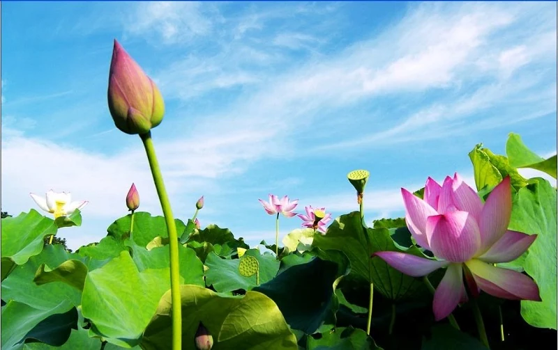 Du lịch phục hồi trở lại sẽ “lợi hại” hơn xưa
