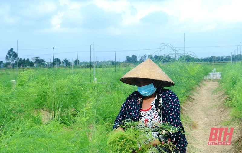 Thanh Hoá: 18/27 huyện, thị xã, thành phố có diện tích sản xuất lúa giảm
