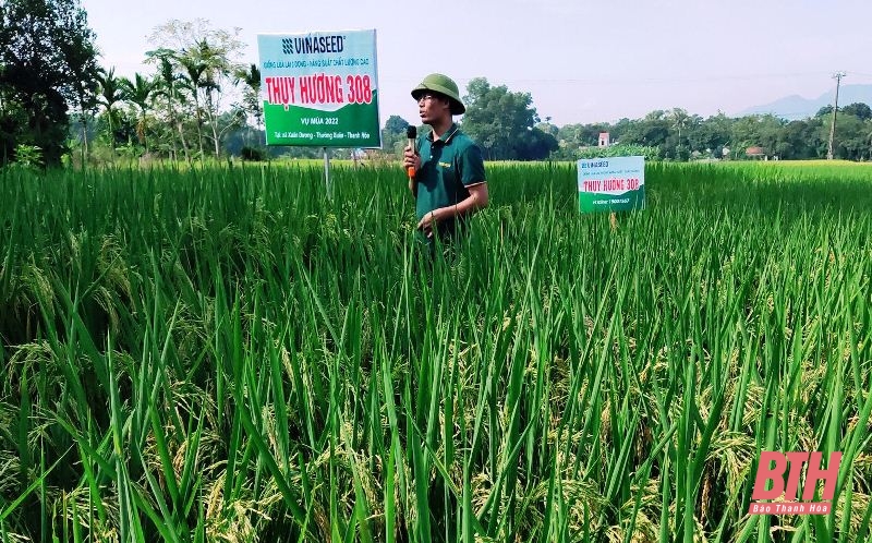 Huyện Thường Xuân trồng thử nghiệm 2 giống lúa cho giá trị kinh tế cao