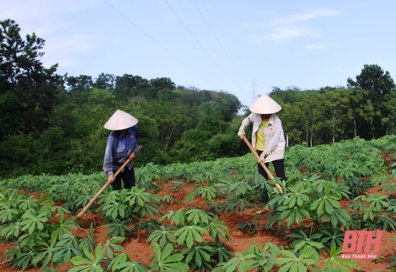 Hơn 2.300 ha sắn nguyên liệu bị nhiễm bệnh khảm lá