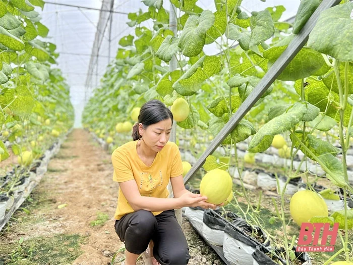 Đẩy mạnh liên kết trong sản xuất nông nghiệp