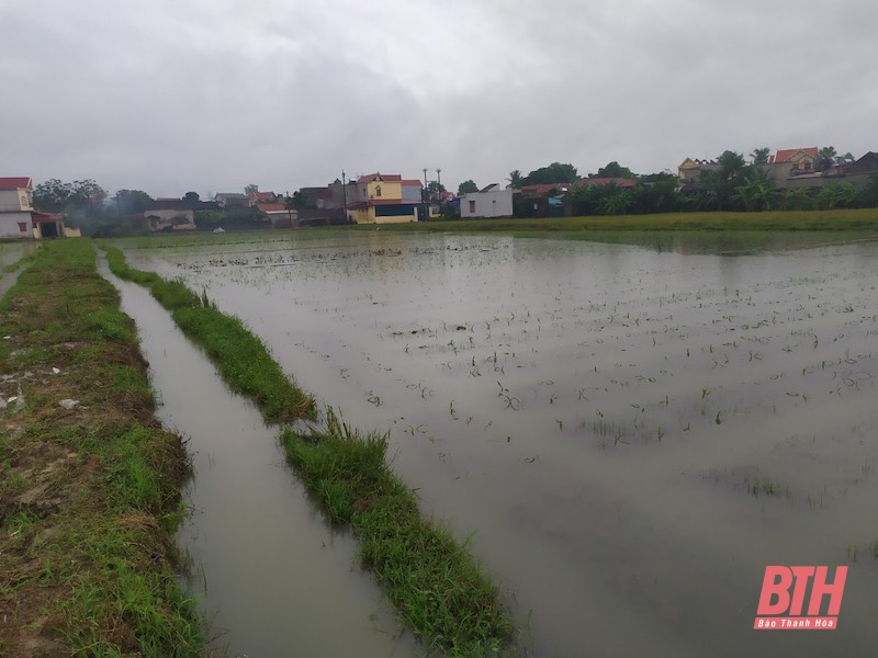 Thiệu Hoá có 37 ha cây trồng bị ngập do mưa