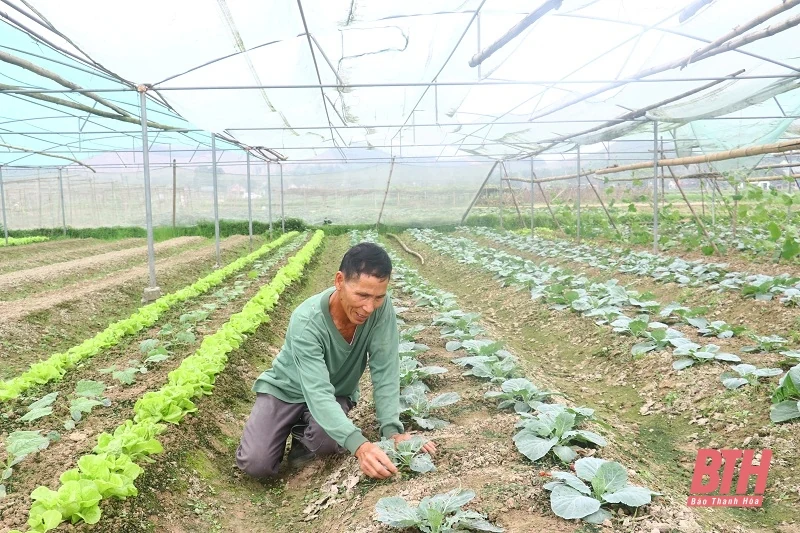 Đẩy nhanh tiến độ sản xuất vụ đông