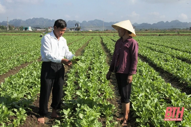Đẩy nhanh tiến độ sản xuất vụ đông
