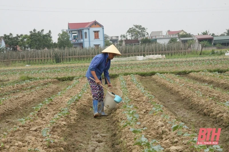 Đẩy nhanh tiến độ sản xuất vụ đông