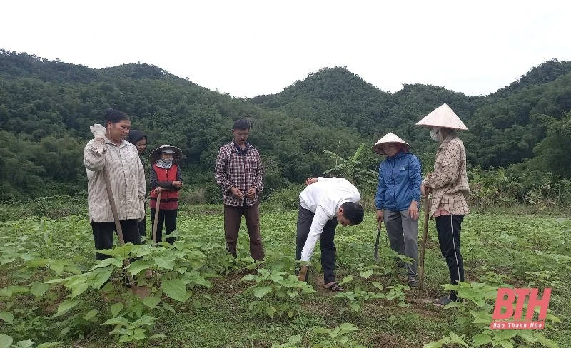 Quan Hóa vượt chỉ tiêu trồng cây gai xanh nguyên liệu năm 2022