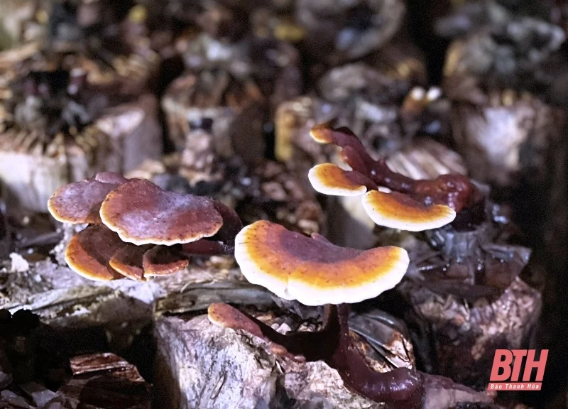 Quyết tâm phát triển sản phẩm OCOP từ cây nấm