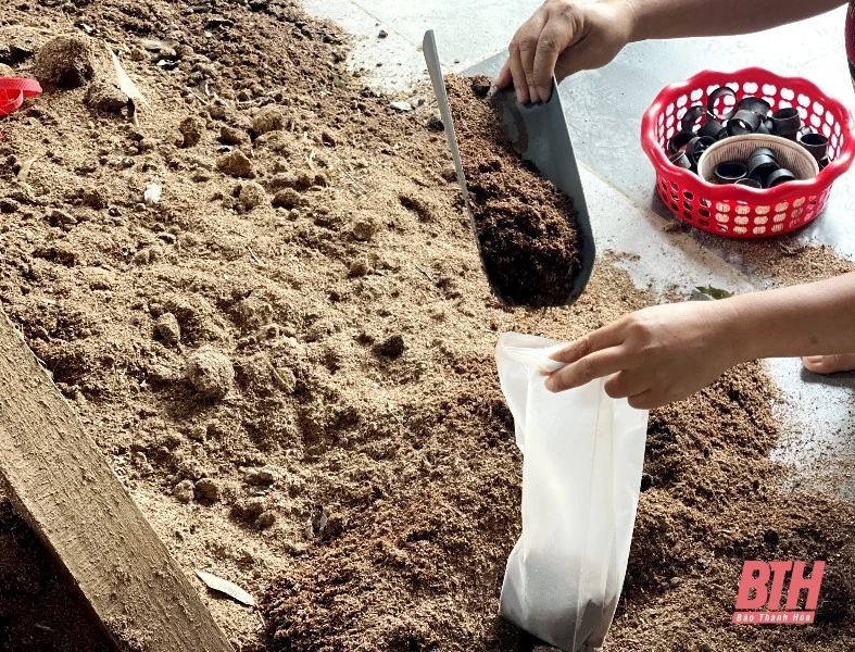 Quyết tâm phát triển sản phẩm OCOP từ cây nấm