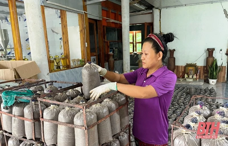 Quyết tâm phát triển sản phẩm OCOP từ cây nấm