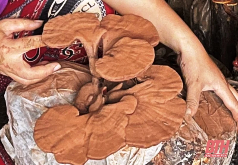 Quyết tâm phát triển sản phẩm OCOP từ cây nấm
