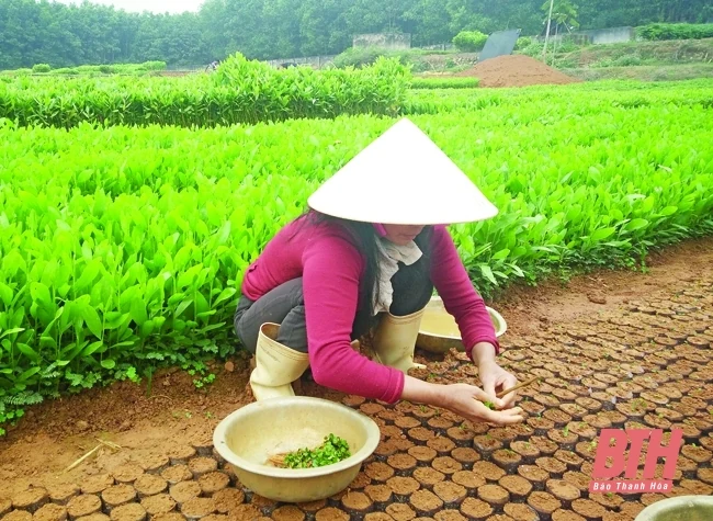Thanh Hóa: Sản xuất hơn 22,5 triệu cây giống lâm nghiệp