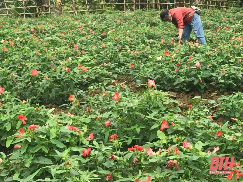 Quan Hóa mở rộng diện tích trồng cây sâm Báo