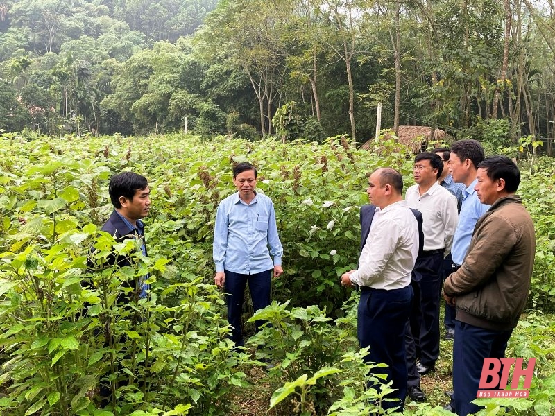 Giám sát việc thực hiện cơ chế, chính sách phát triển cây gai xanh nguyên liệu tại huyện Lang Chánh