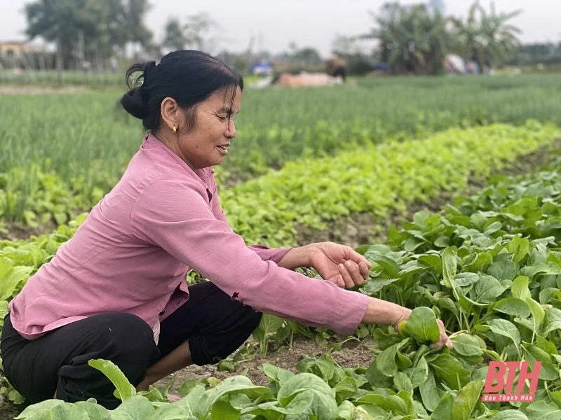 Rau giảm giá sâu, nông dân thua lỗ nặng