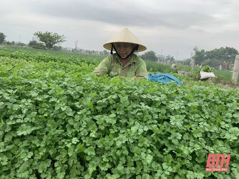 Rau giảm giá sâu, nông dân thua lỗ nặng