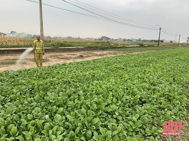 Rau giảm giá sâu, nông dân thua lỗ nặng