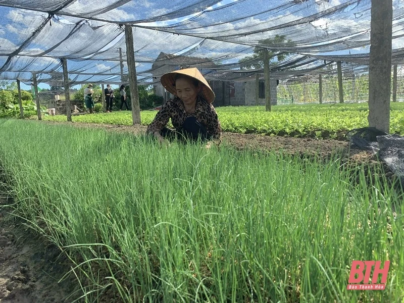 Rau giảm giá sâu, nông dân thua lỗ nặng
