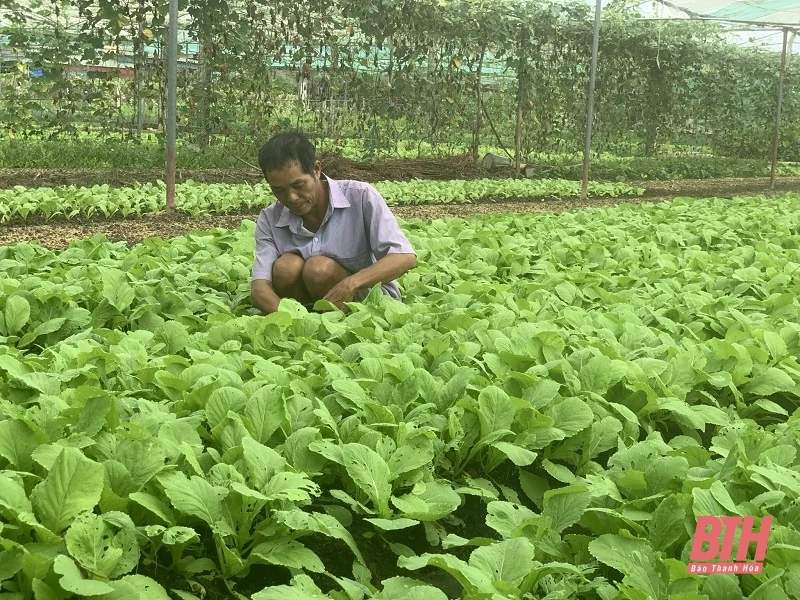 Rau giảm giá sâu, nông dân thua lỗ nặng