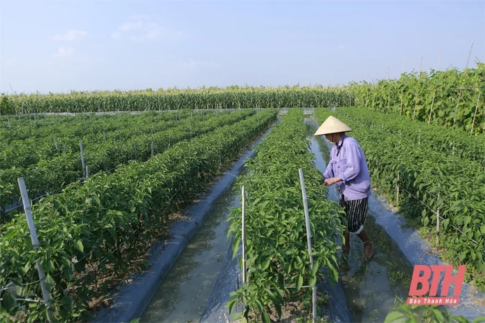 Thọ Xuân đi đầu trong sản xuất vụ đông