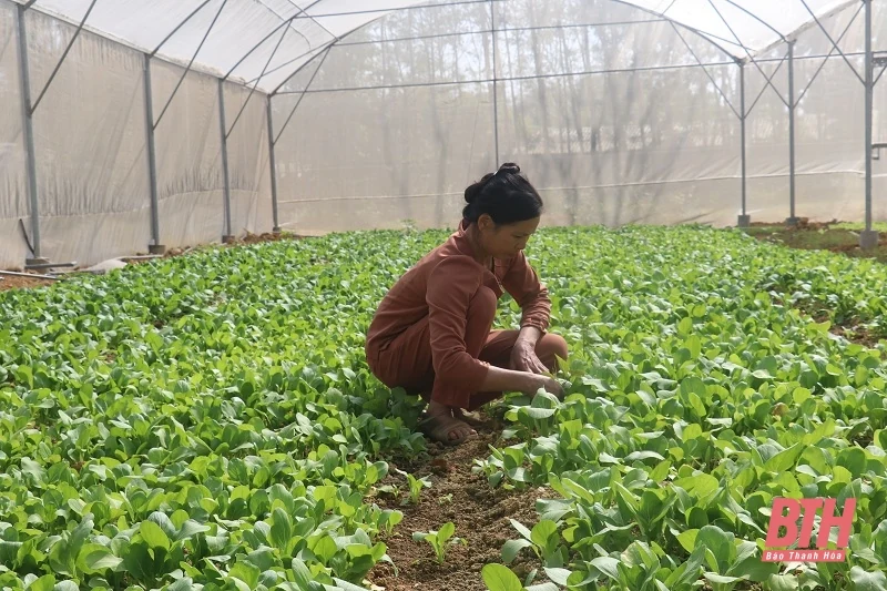 Thọ Xuân đi đầu trong sản xuất vụ đông