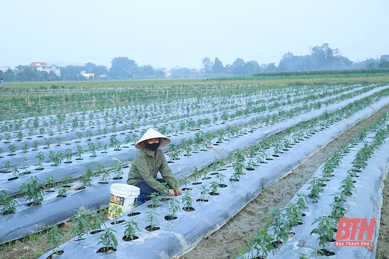 Thọ Xuân đi đầu trong sản xuất vụ đông