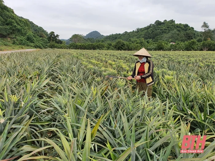 Giao mức vốn thực hiện chương trình phát triển kinh tế - xã hội vùng đồng bào dân tộc thiểu số và miền núi
